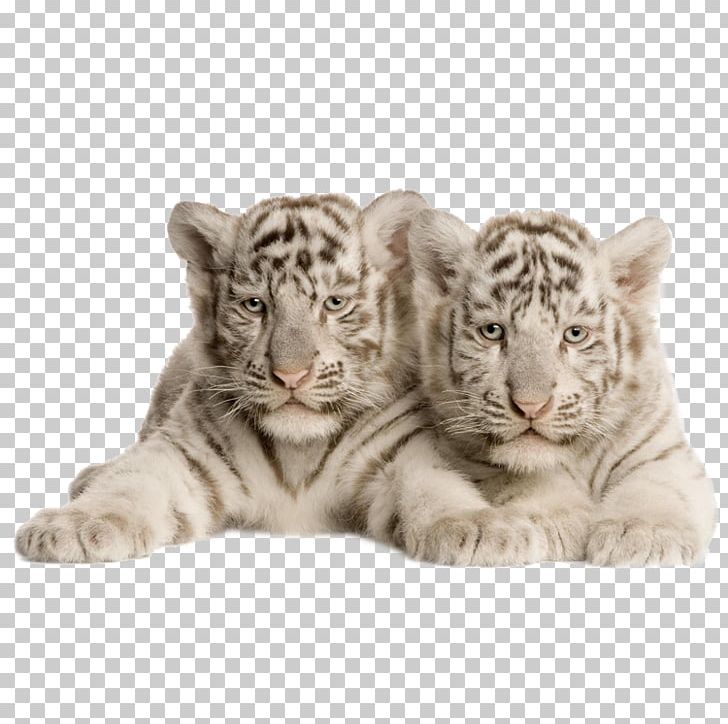 Bengal Tiger White Tiger Felidae Cat PNG, Clipart, Animal, Animals, Big Cat, Big Cats, Carnivoran Free PNG Download