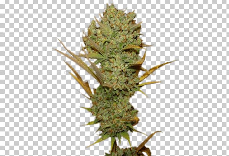 Cannabis Sativa Seed Haze Feminized Cannabis PNG, Clipart, Aretus, Cannabis, Cannabis Sativa, Cash On Delivery, Conifer Cone Free PNG Download