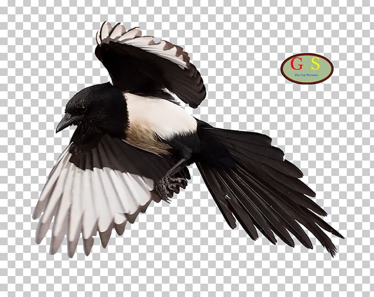 Eurasian Magpie Vulture PNG, Clipart, Beak, Bird, Bulldog, Crow Like Bird, Duck Free PNG Download