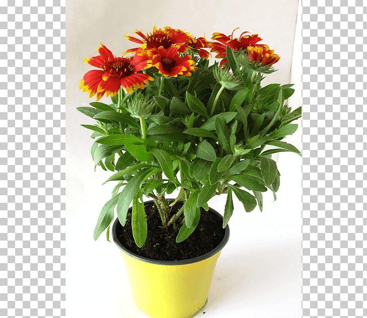 Flowerpot Gaillardia Aristata Chrysanthemum Cut Flowers Common Daisy PNG, Clipart, African Sunset, Annual Plant, Blanket Flowers, Chrysanthemum, Chrysanths Free PNG Download