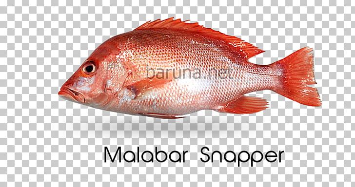 Northern Red Snapper Fish Products Tilapia Oily Fish Perch PNG, Clipart, Animals, Animal Source Foods, Biology, Camp, Fish Free PNG Download