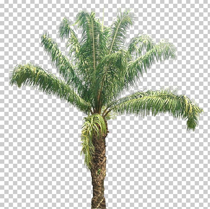 Babassu African Oil Palm Arecaceae Tree Coconut PNG, Clipart,  Free PNG Download