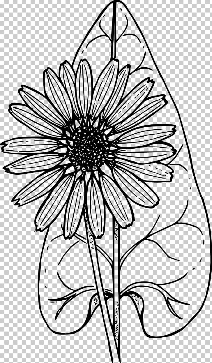 Coloring Book Wildflower Child PNG, Clipart, Artwork, Black And White, Book, Child, Chrysanths Free PNG Download