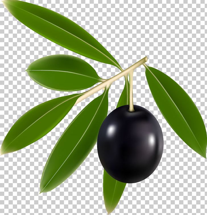 Olive Branch Euclidean PNG, Clipart, Black Olive, Clip Art, Drawing