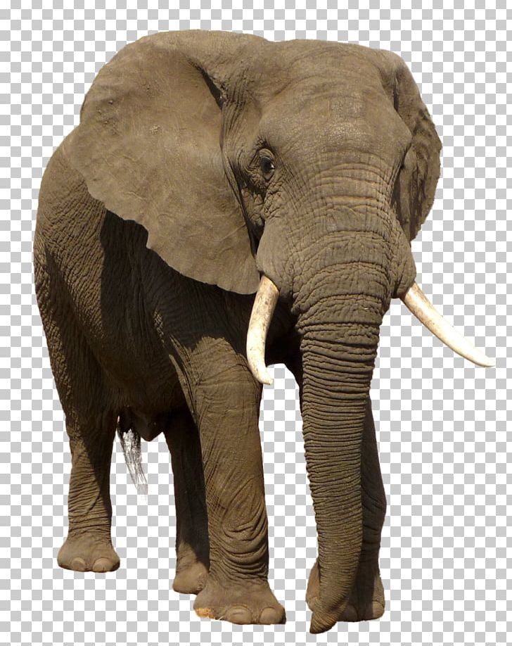 African Bush Elephant Indian Elephant Trophy Hunting PNG, Clipart ...