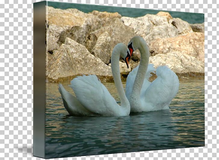 Cygnini Fauna Beak PNG, Clipart, Beak, Bird, Cygnini, Ducks Geese And Swans, Fauna Free PNG Download