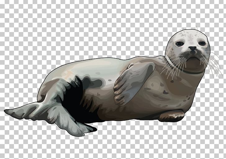 Mediterranean Monk Seal Elephant Seal Sea Lion Infographic Drawing PNG, Clipart, Animal, Bear, Color, Color Paint, Drawing Free PNG Download