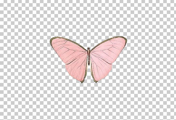 Butterfly Papillon Dog Insect Nymphalidae Pink PNG, Clipart, Blue, Brush Footed Butterfly, Butterflies, Butterfly, Color Free PNG Download