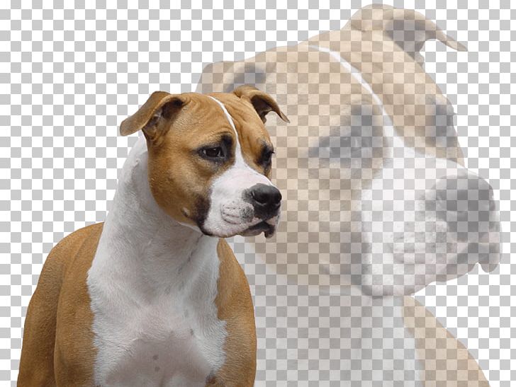 Dog Breed American Staffordshire Terrier American Pit Bull Terrier Staffordshire Bull Terrier PNG, Clipart, American Pit Bull Terrier, American Staffordshire Terrier, Amstaff, Ataxia, Breed Free PNG Download