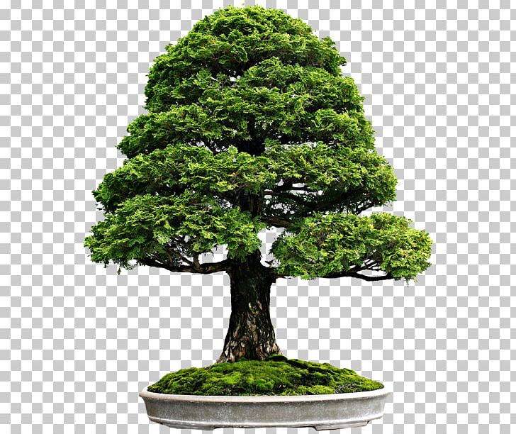 Indoor Bonsai Tree Flowerpot PNG, Clipart, Bald Cypress, Bonsai, Cypress, Desktop Wallpaper, Evergreen Free PNG Download