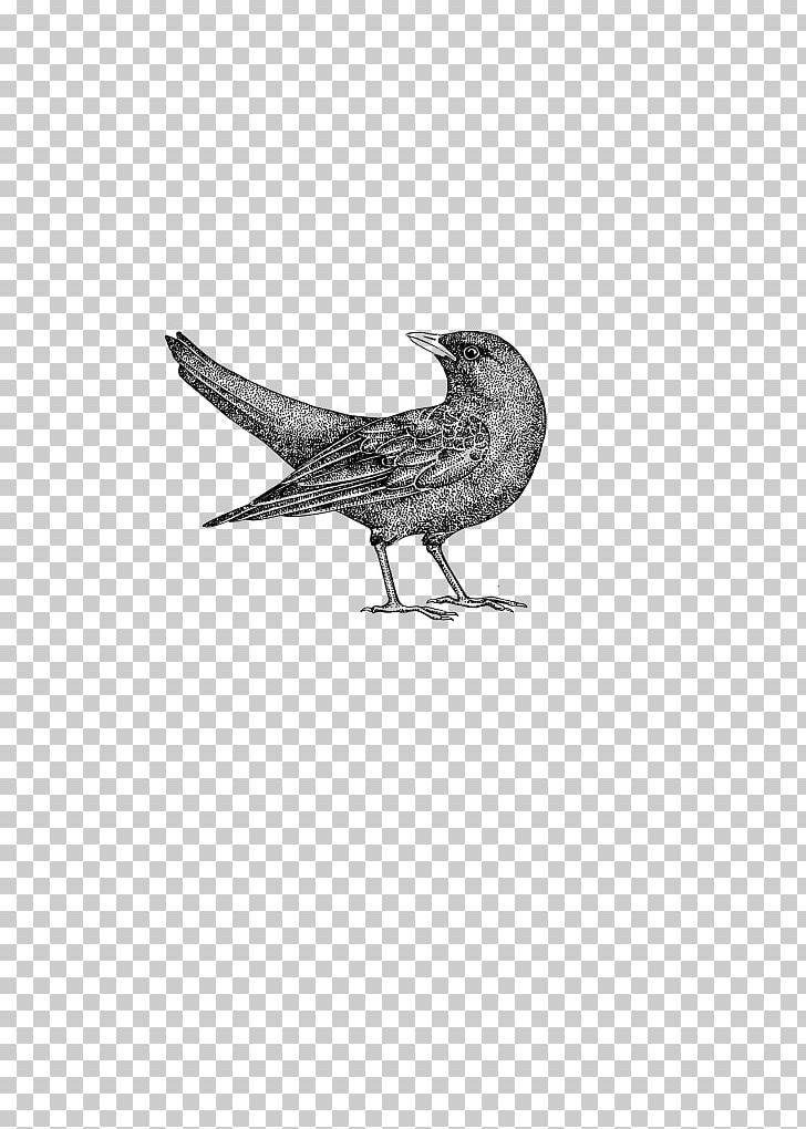 Drawing Fauna Feather Wildlife /m/02csf PNG, Clipart, Animals, Beak, Bird, Black And White, Blackbird Free PNG Download