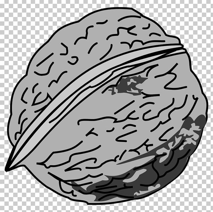 Eastern Black Walnut PNG, Clipart, Black And White, Brain, Butternut, Circle, Drawing Free PNG Download