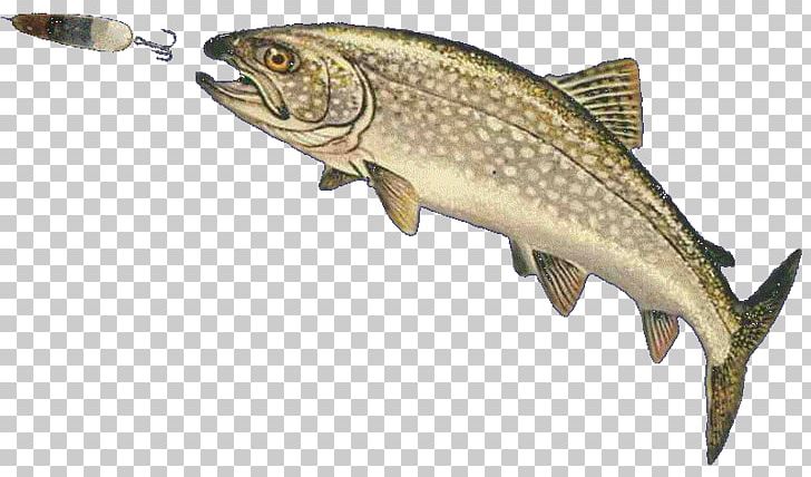 Lake Trout Lake Michigan Brook Trout PNG, Clipart, Angling, Arctic Char, Bony Fish, Brown Trout, Chars Free PNG Download