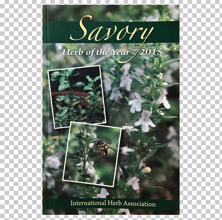 The International Herb Tarragon Common Wormwood Elderberry PNG, Clipart, Book, Common Wormwood, Elderberry, Et Al, Flora Free PNG Download