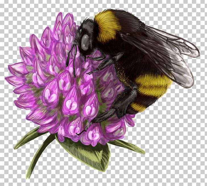 Bumblebee Honey Bee Nectar PNG, Clipart, Arthropod, Bee, Bombus Occidentalis, Bumblebee, Flower Free PNG Download