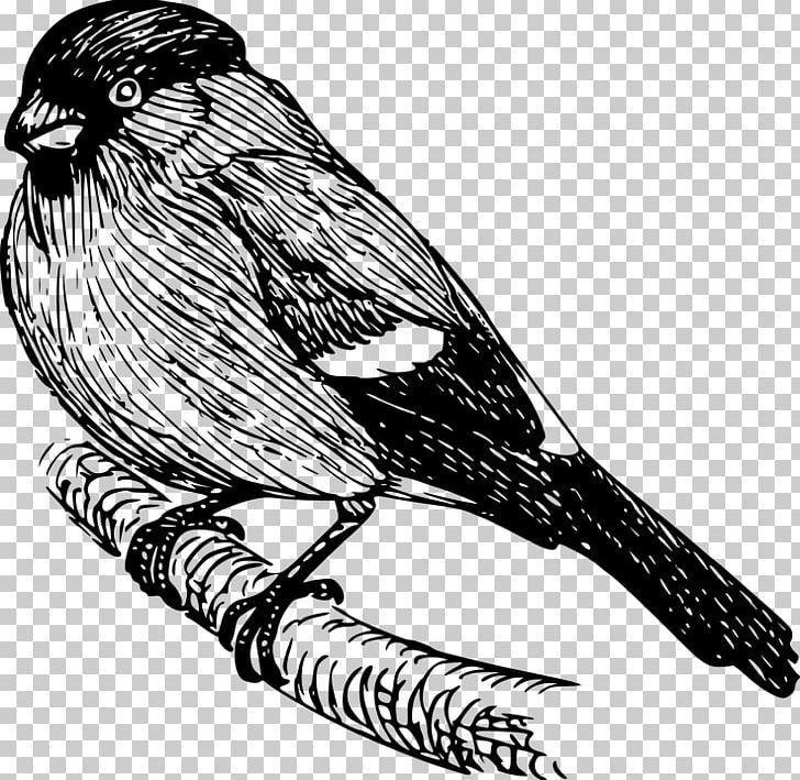 Finches Bird Computer Icons PNG, Clipart, Art, Beak, Bird, Bird Of Prey, Black And White Free PNG Download