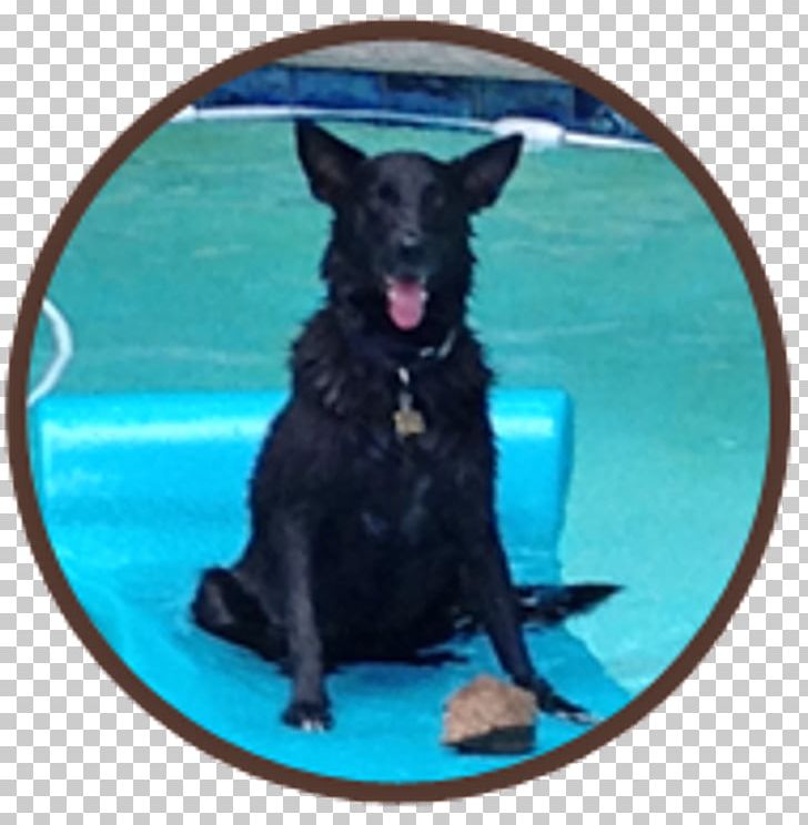 Flat-Coated Retriever Schipperke Australian Kelpie Dog Breed Sporting Group PNG, Clipart, Australia, Australian Kelpie, Australians, Breed, Carnivoran Free PNG Download