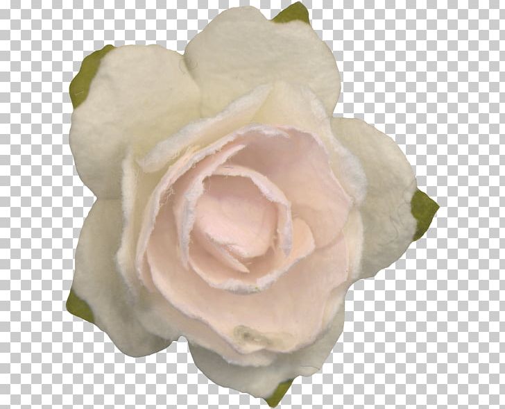 Garden Roses Cabbage Rose Floribunda Cut Flowers Petal PNG, Clipart, Alena, Cape Jasmine, Closeup, Cut Flowers, Floribunda Free PNG Download