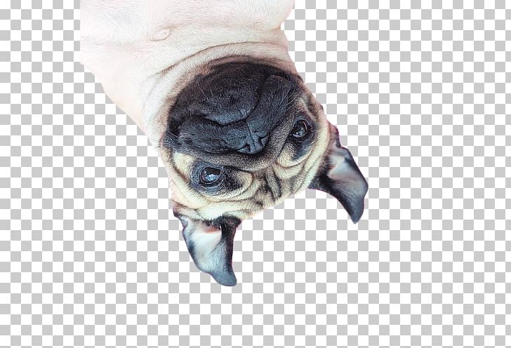 IPhone 4S Pug IPhone 6 Plus IPhone 7 Puppy PNG, Clipart, Animals, Apple, Carnivoran, Desktop Wallpaper, Dog Free PNG Download