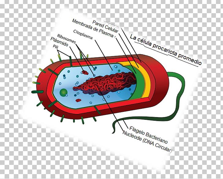 Prokaryote Cell Theory Biology Cell Type PNG, Clipart, Animal, Bacteria, Biography, Biology, Cell Free PNG Download