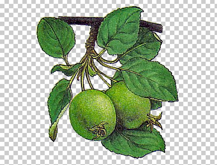 Guava Tree Images Illustrations  Vectors Free  Bigstock
