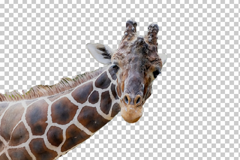 Giraffe Snout Biology Science PNG, Clipart, Biology, Giraffe, Paint, Science, Snout Free PNG Download