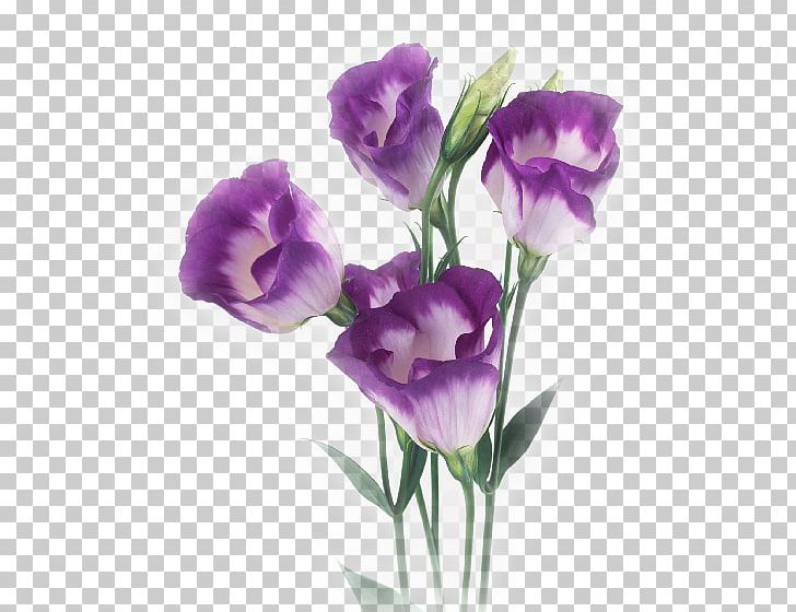 Cut Flowers Poppy No Purple PNG, Clipart, Bellflower Family, Cicek ...