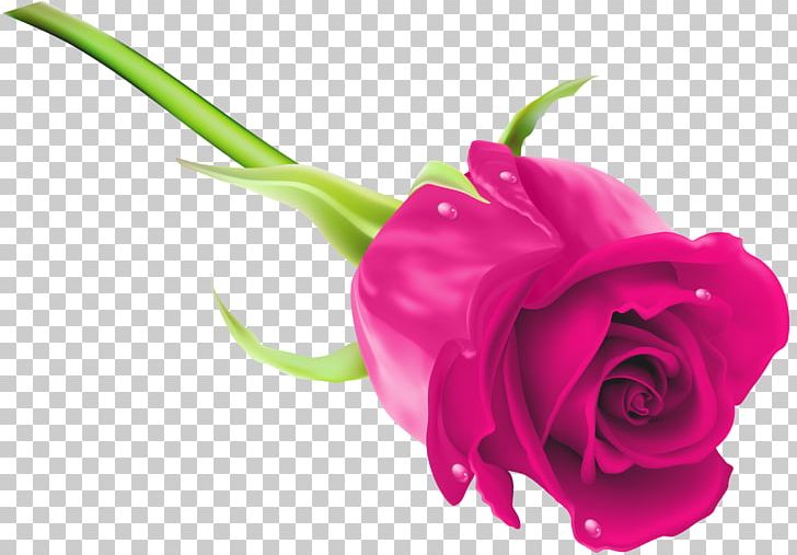 Purple PNG, Clipart, Blue, Blue Rose, Clipart, Closeup, Cut Flowers Free PNG Download