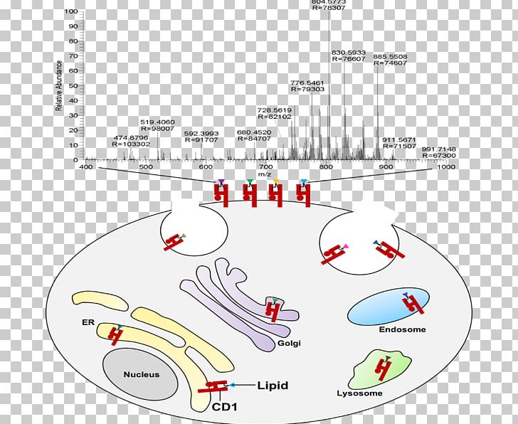 Antigen Lipid CD1D /m/02csf T Cell PNG, Clipart, Angle, Antigen, Area, Cell, Diagram Free PNG Download