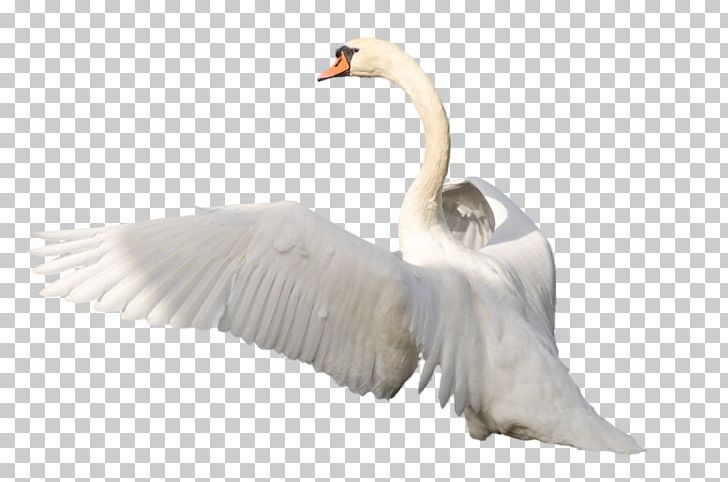 Computer Icons Resolution PNG, Clipart, Anatidae, Beak, Bird, Black Swan, Computer Icons Free PNG Download
