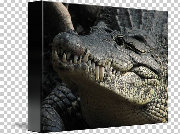 American Alligator Nile Crocodile Jaw PNG, Clipart, Alligator, Alligators, American Alligator, Animal, Animals Free PNG Download