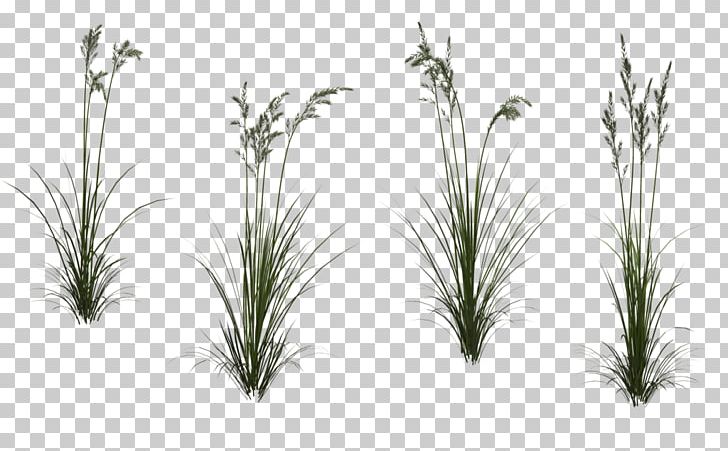 Autodesk 3ds Max Texture Mapping PNG, Clipart, Artificial Grass, Aut, Branch, Computer Graphics, Computer Program Free PNG Download