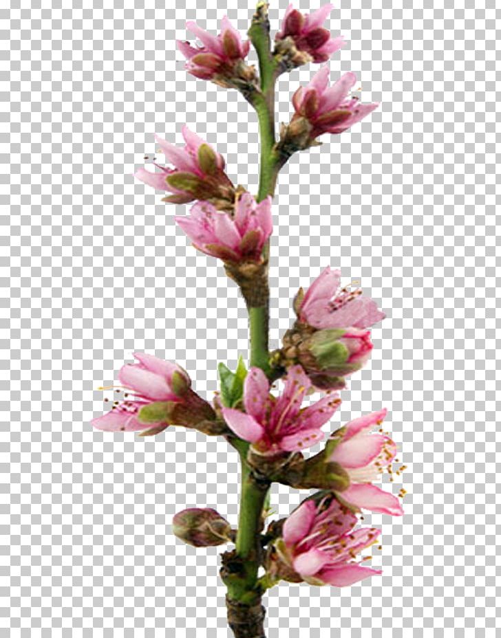 Blossom Stock Photography PNG, Clipart, Auglis, Blossom, Branch, Bud, Can Stock Photo Free PNG Download