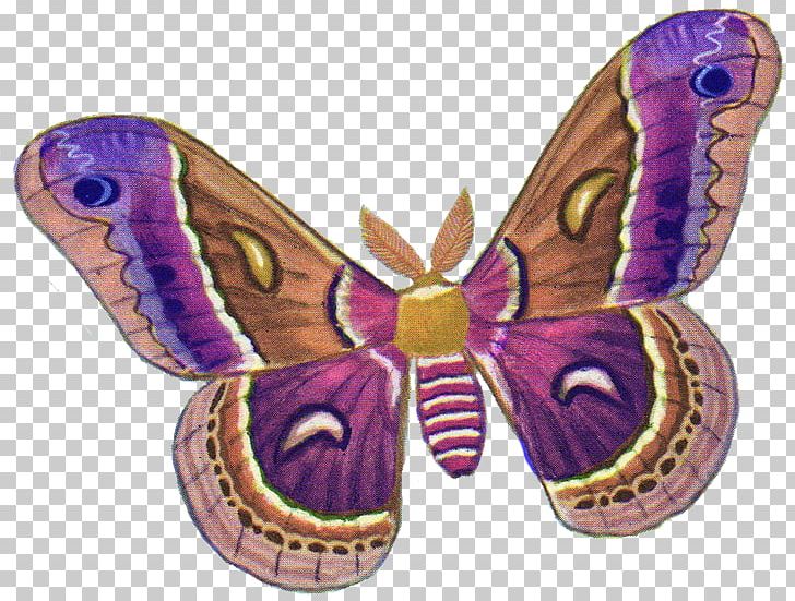 Brush-footed Butterflies Moth Butterfly Insect PNG, Clipart,  Free PNG Download