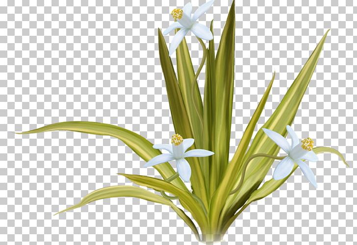 Cut Flowers PNG, Clipart, Animation, Blog, Cari, Clip Art, Cut Flowers Free PNG Download