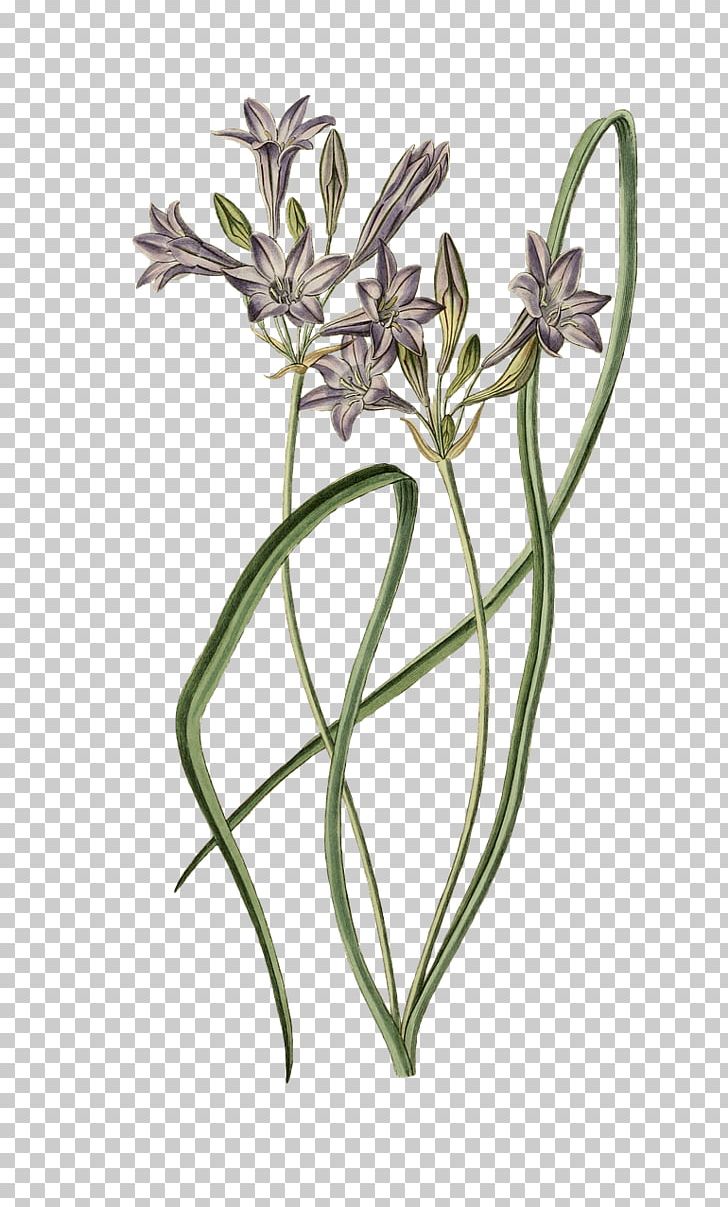 Flower Botany PNG, Clipart, Botany, Branch, Drawing Plant, Engraving, Flora Free PNG Download