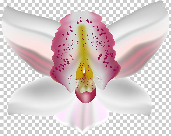 Moth Orchids Petal PNG, Clipart, Clipart, Clip Art, Closeup, Deco, Dendrobium Free PNG Download