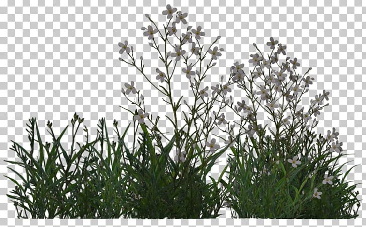 Plants And Vegetation Shrub Tree PNG, Clipart, Black And White, Branch, Bushes, Deviantart, Flower Free PNG Download