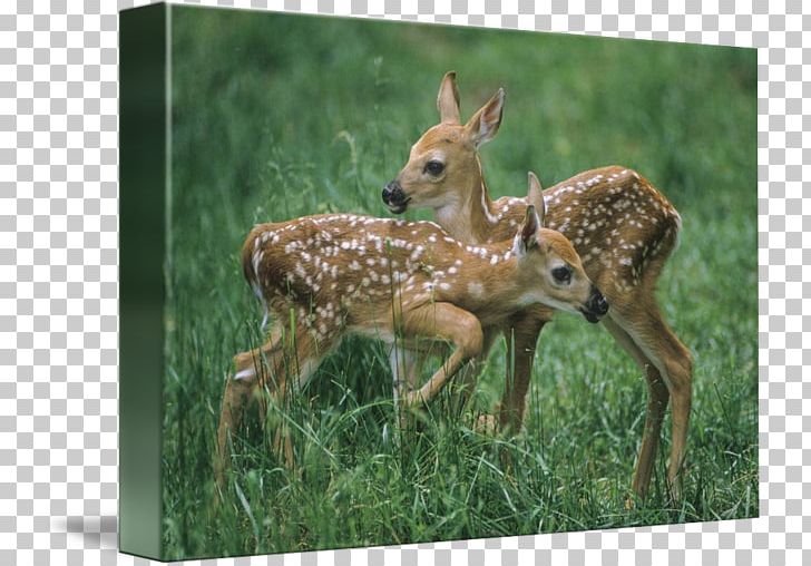 White-tailed Deer Terrestrial Animal Wildlife PNG, Clipart, Animal, Animals, Deer, Fauna, Fawn Free PNG Download