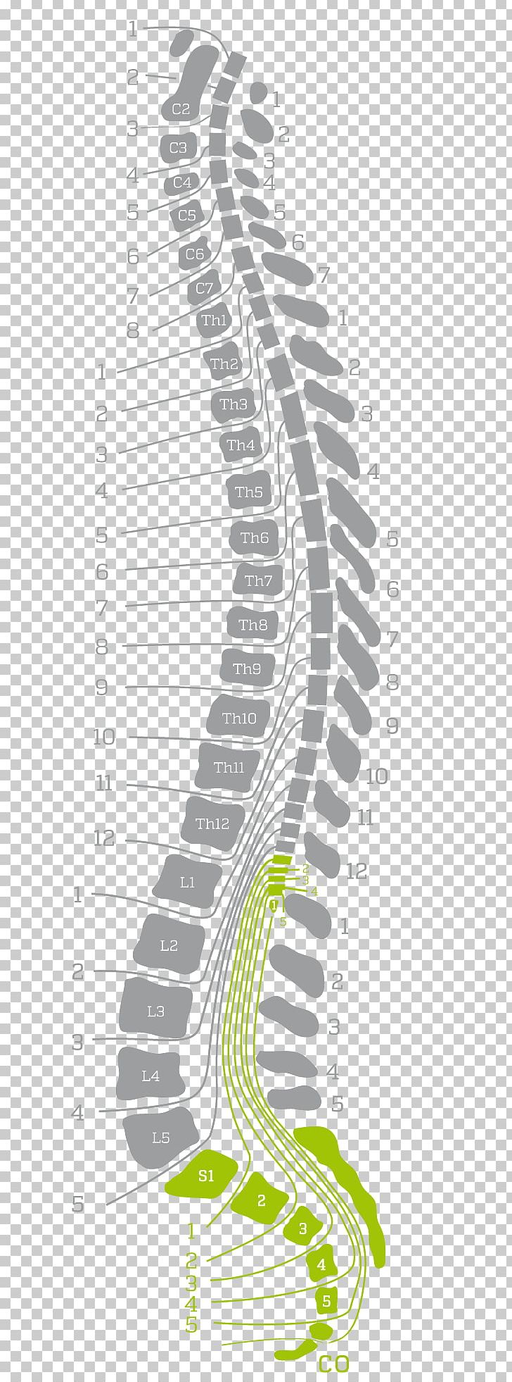 Back Pain Vertebral Column Human Back PNG, Clipart, Angle, Area, Back Pain, Black And White, Bone Free PNG Download