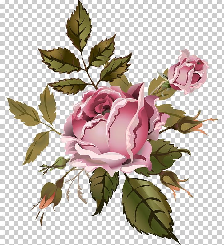 Garden Roses Cabbage Rose Floral Design Flower Drawing PNG, Clipart, Branch, Drawing, Flora, Floral Design, Floribunda Free PNG Download