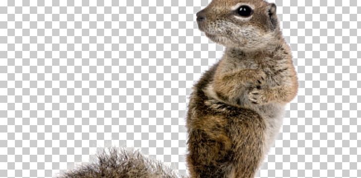 Squirrel Rodent Stock Photography PNG, Clipart, Aime, Animals, Bonne, Chipmunk, Fauna Free PNG Download