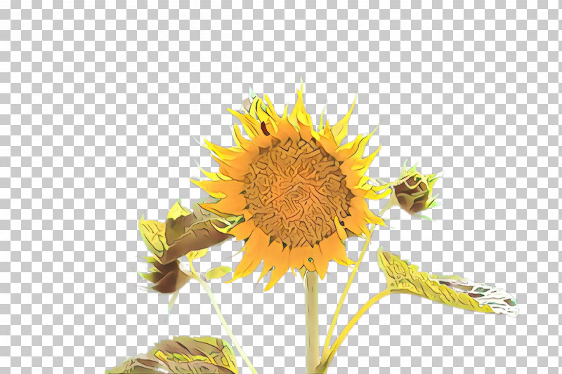 Sunflower PNG, Clipart, Flower, Petal, Plant, Pollen, Sunflower Free PNG Download