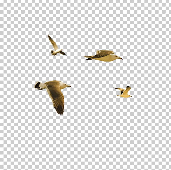 Bird Duck PNG, Clipart, Adobe Illustrator, Animals, Beak, Bird, Bird Cage Free PNG Download