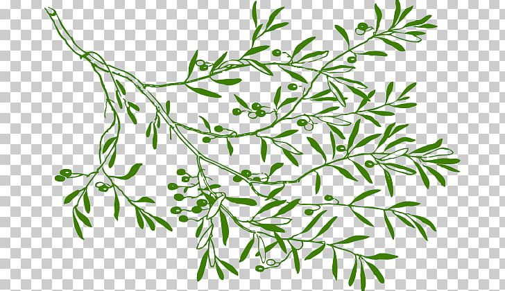 Olive Branch PNG, Clipart, Black, Black And White, Blog, Branch, Clip Art Free PNG Download