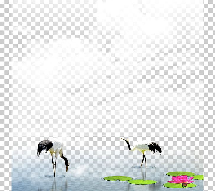 Red-crowned Crane World Wide Web PNG, Clipart, Animal Migration, Baiyun, Beak, Bird, Bird Migration Free PNG Download