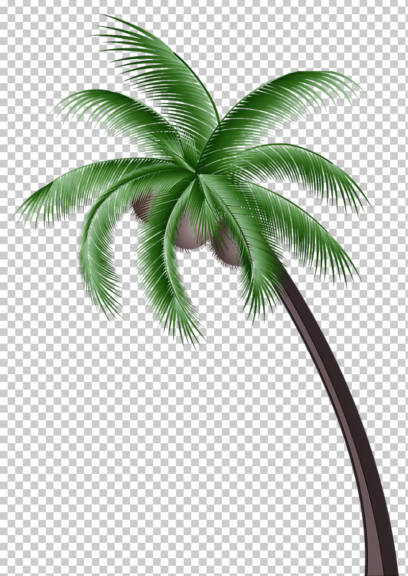 Palm Trees PNG, Clipart, Arecales, Attalea, Borassus, Coconut, Palm Trees Free PNG Download