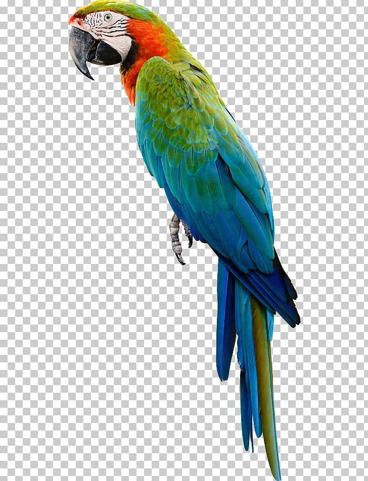 Amazon Parrot Bird Cockatiel Budgerigar PNG, Clipart, Animal, Animals, Beak, Birdcage, Bird Food Free PNG Download
