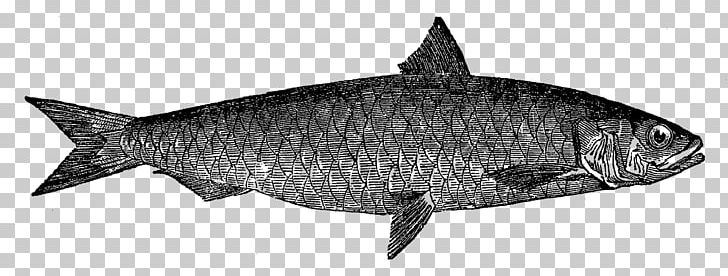 Fish Sardine Drawing PNG, Clipart, Anchovy, Animal Figure, Animals, Black And White, Drawing Free PNG Download