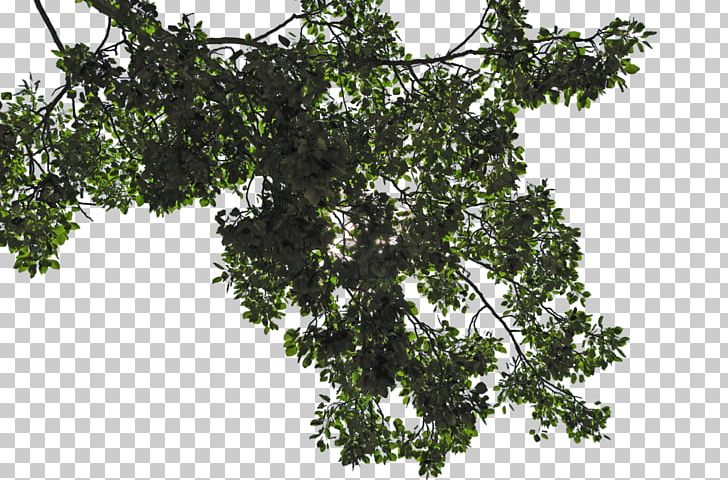 Leaf Tree Branch PNG, Clipart, Branch, Computer Icons, Evergreen, Image File Formats, Leaf Free PNG Download